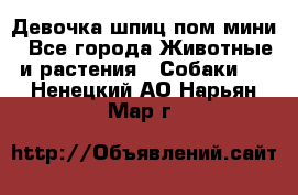 Девочка шпиц пом мини - Все города Животные и растения » Собаки   . Ненецкий АО,Нарьян-Мар г.